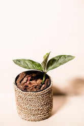Aglaonema rotundum x pictum